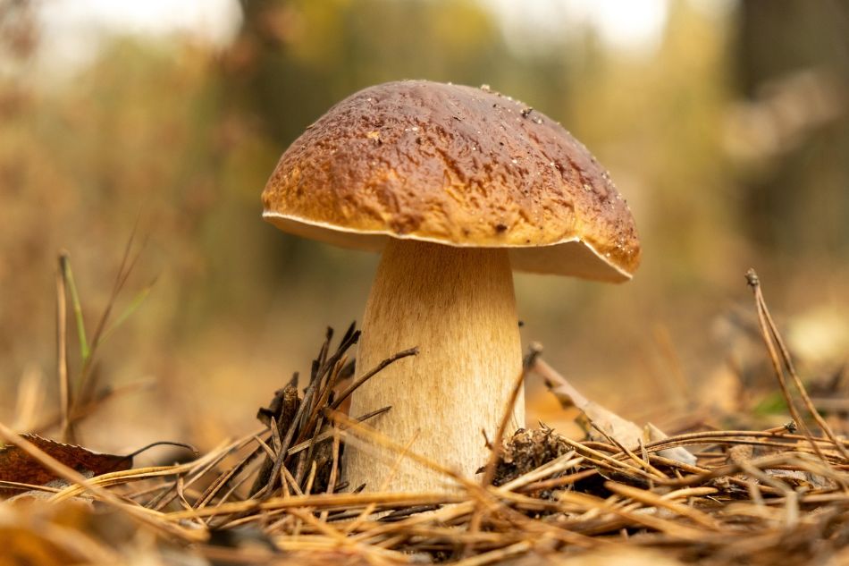Le marché noir des champignons précieux : combien coûte un kilo de cèpes rares ?